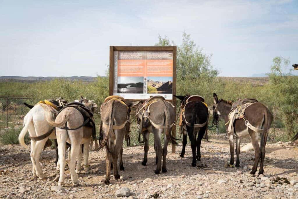 Donkeys to Boquillas Mexico