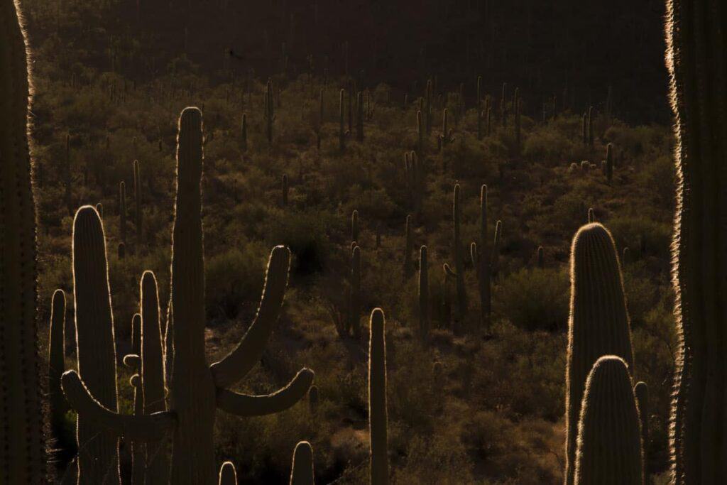 Backlit Saguaro Forest at sunset one thing to do on a Southern Arizona road trip itinerary