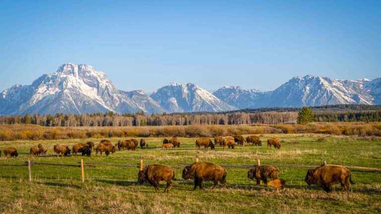 Why Now Is The Best Time To Experience Yellowstone’s Quieter, More ...