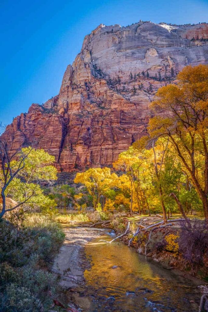 the colorful fall foliage with the virgin river on a one day in zion national park itinerary