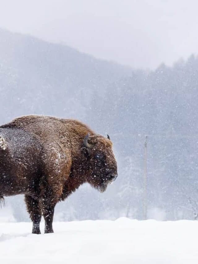 Grand Teton National Park in January