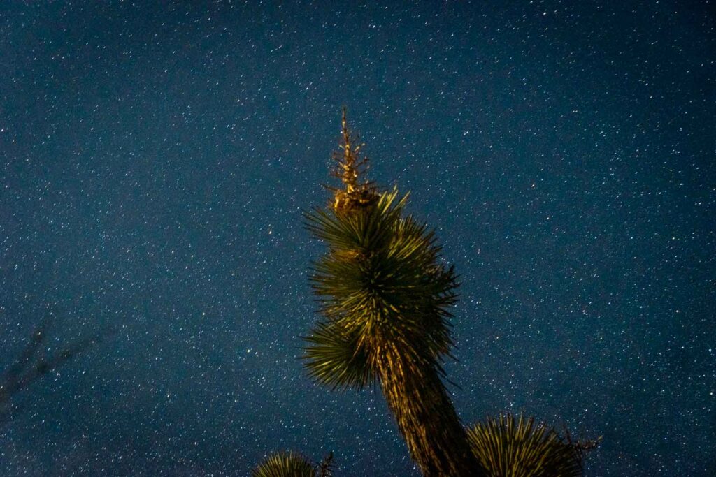 Night sky filled with stars behind a branch of a joshua tree
