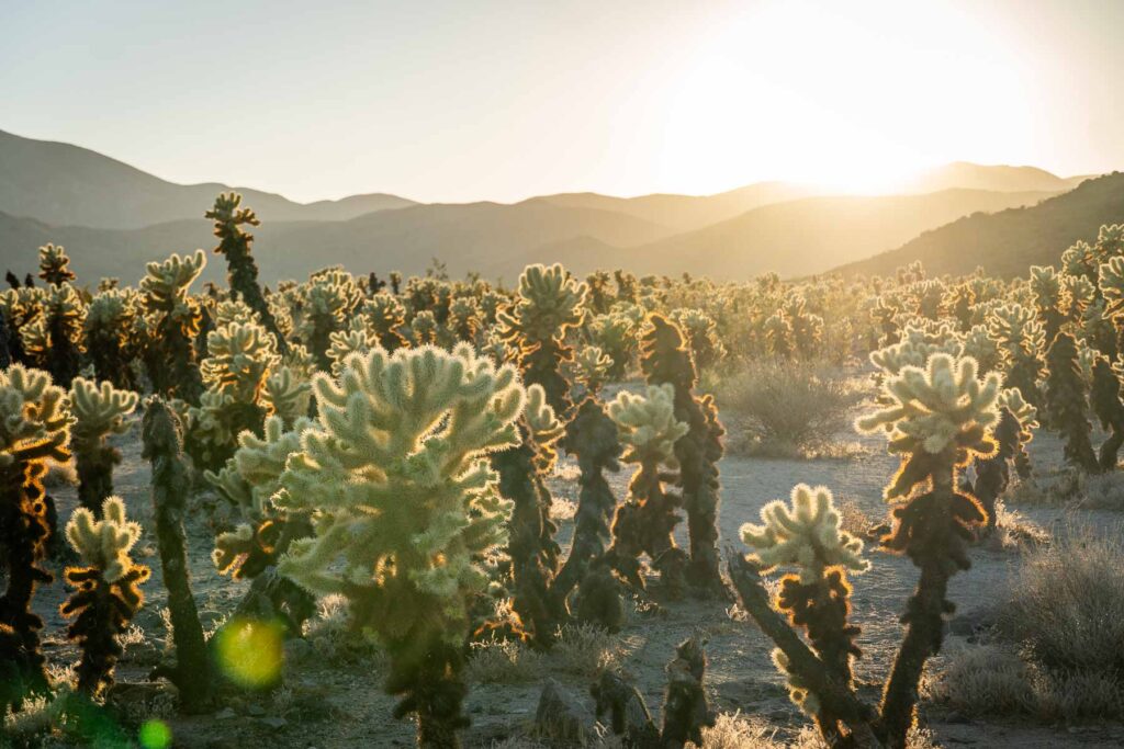 Cholla Cacti densely covering the garden area during the sunset