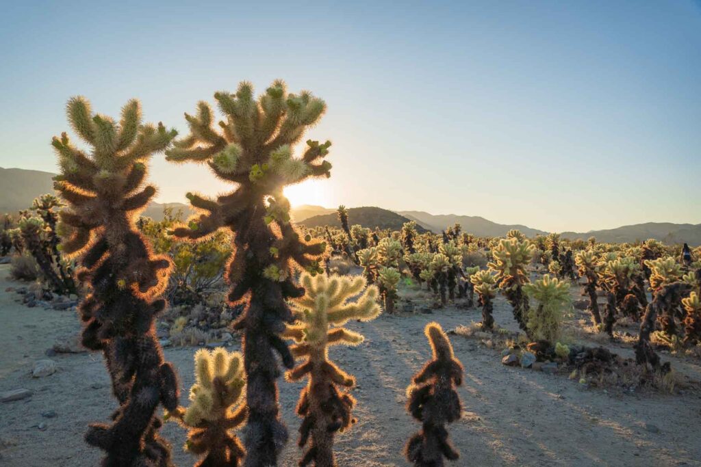 Sunset casting shadows over the Cholla Cactus Garden