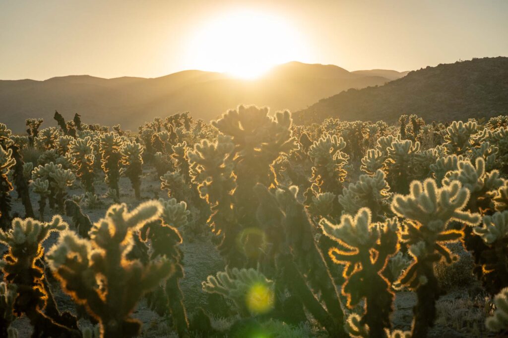Sunset painting the desert landscape of Joshua Tree National Park behind of cholla cactus garden