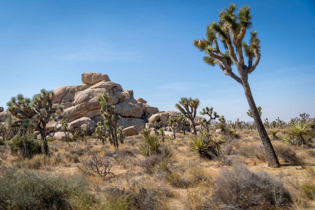 landscape view of a Joshua Tree with blue sky background and giant rock formation