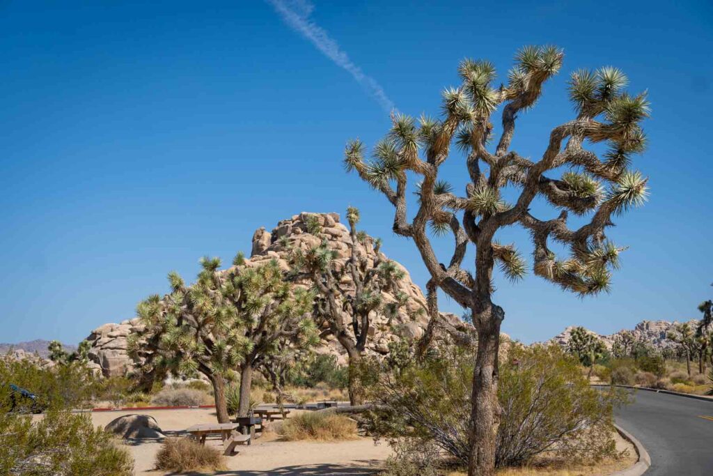 Close up of a Joshua Tree with blue sky background and giant rock formation
