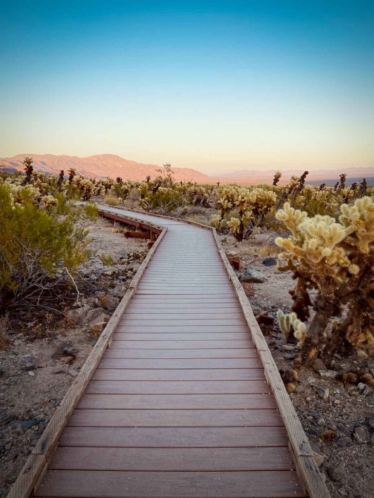 Panoramic view of the bridge in Cholla Cactus Garden with desert landscape in the background