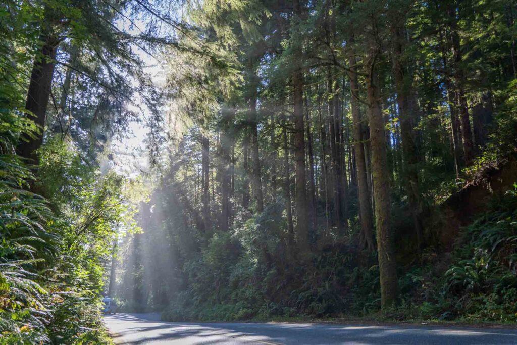 Sunlight filtering through the dense canopy of redwood trees horizontal shot