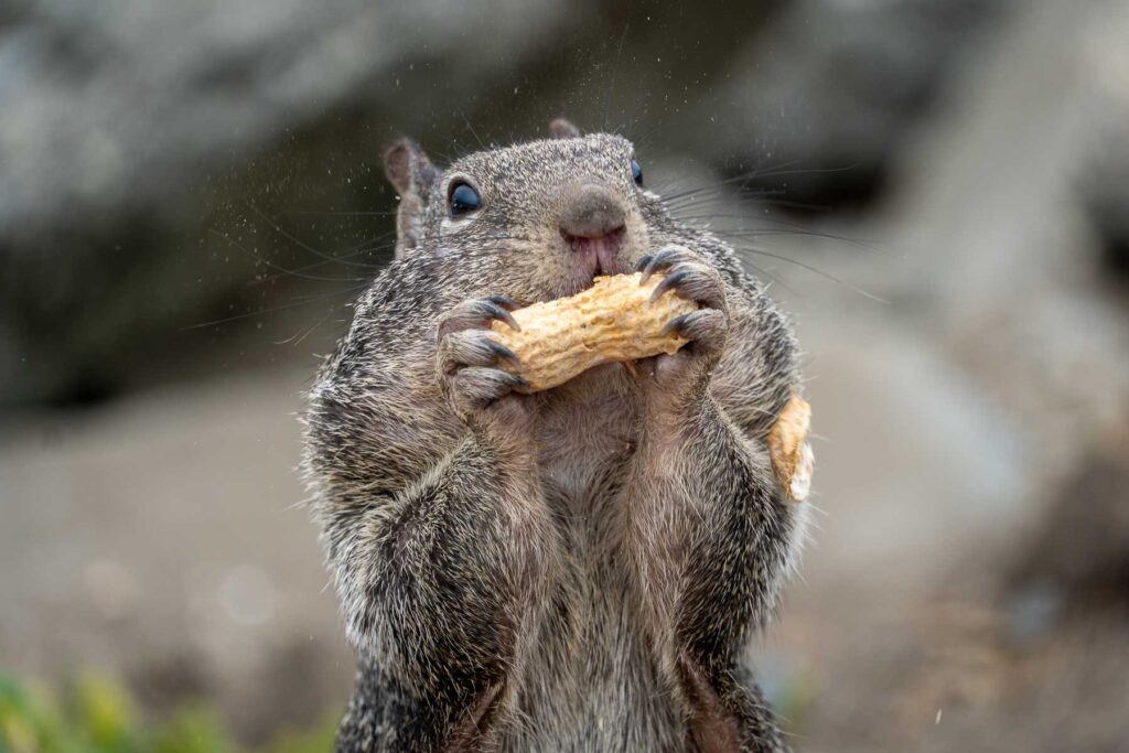 close up of a squirrel eating a peanut
