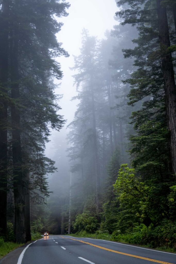 Foggy morning in the redwood forest creating a mystical atmosphere with a road through the picture on a One Day in Redwood National Park Itinerary