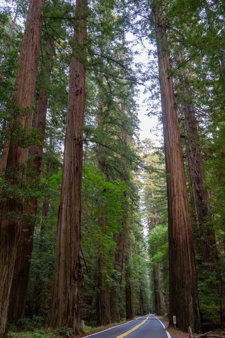 Winding road disappearing into a dense forest of redwood trees