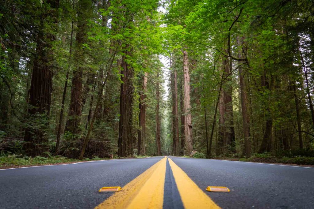 Perspective shot of a straight road leading towards distant redwood trees in Redwood National Park