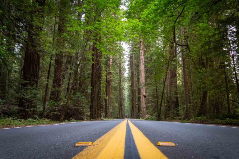 Perfect One Day In Redwood National Park Itinerary