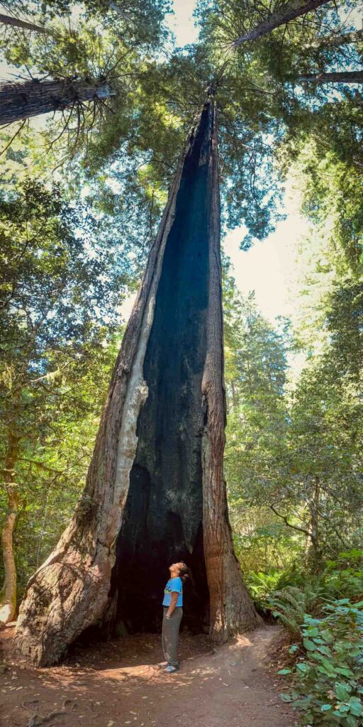 cat xu of day trip nomad standing at the base of a massive redwood tree, showcasing its immense size
