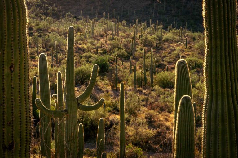One Day in Saguaro National Park Itinerary for First-Timers