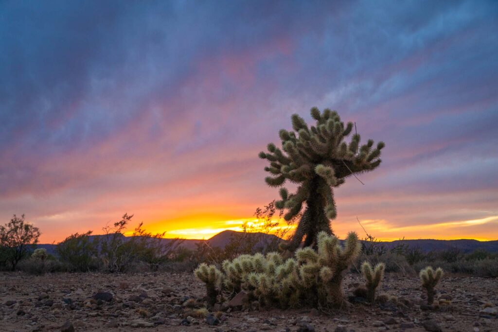 A panoramic view of Saguaro National Park at sunset, with cacti silhouetted against a sky ablaze with hues of orange and purple