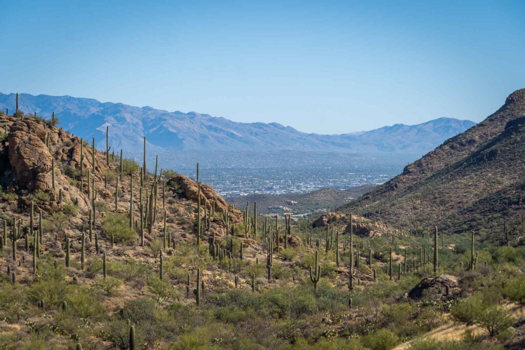 A panoramic shot of the Tucson Mountain District, showcasing the park's diverse desert ecosystem and dense cacti forest