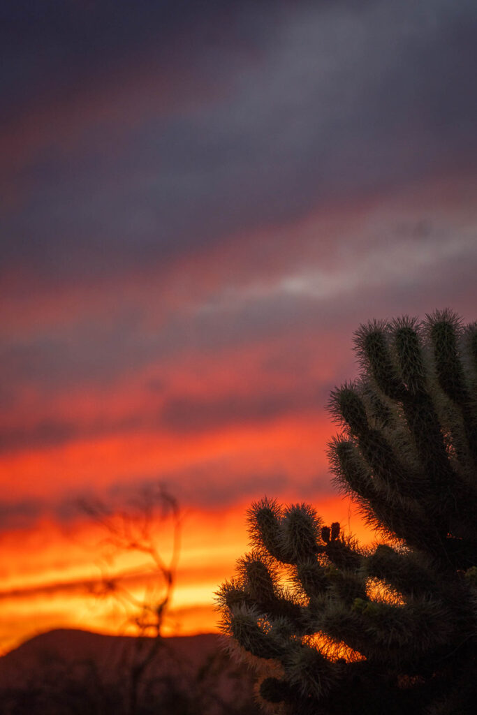A close-up of a Saguaro cactus arm forming a silhouette during the red colored sunset