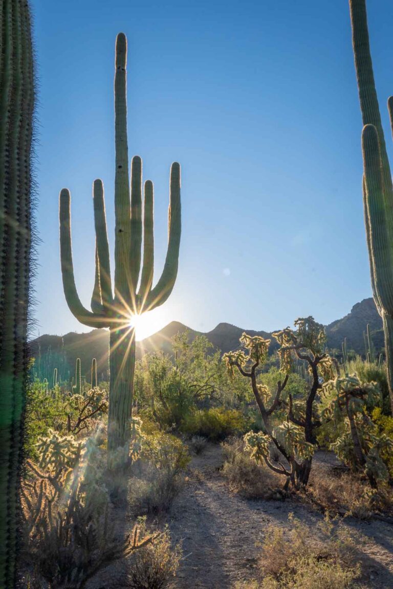Summer Might Not Be the Best Time: Here’s When to Visit The World’s Largest Cacti