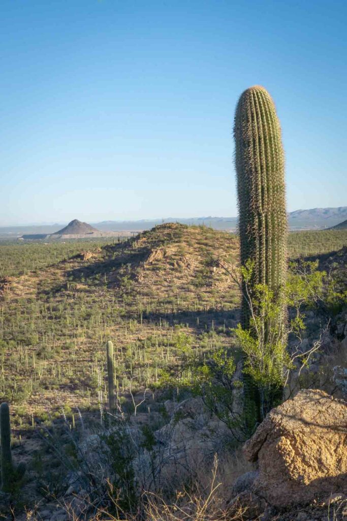 A trail leading to a high vantage point, offering panoramic views of the park's vast desert landscape on a one day in saguaro national park itinerary