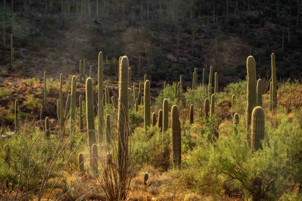 shot of the saguaro cacti forest on a one day in saguaro national park itinerary