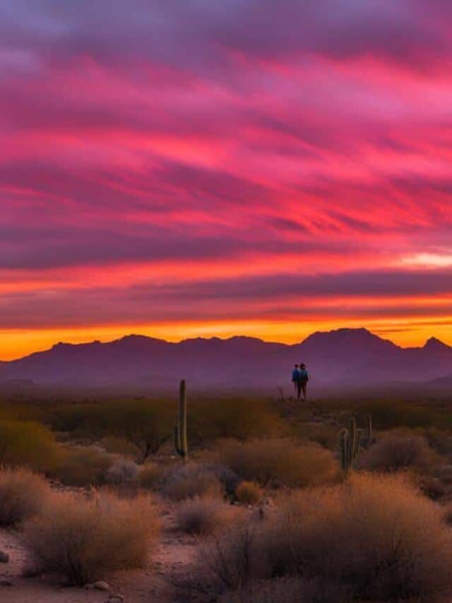 Saguaro National Park in February
