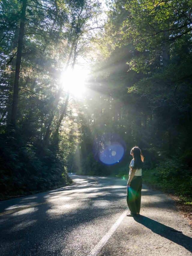 Redwood National Park in January