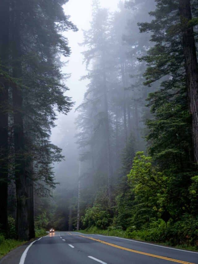 Redwood National Park In Winter