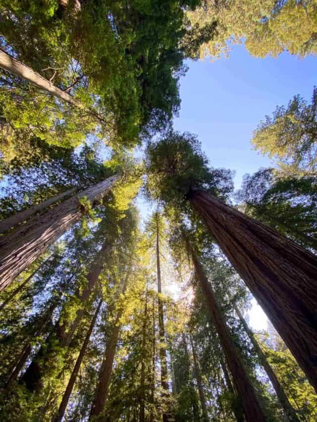 Sequoia National Park in Winter