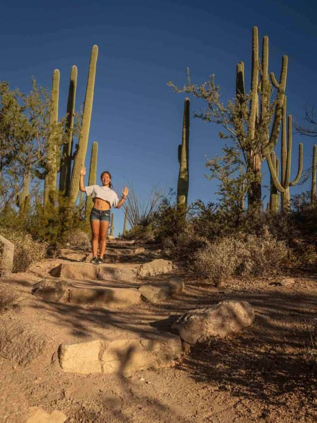 Saguaro National Park in March