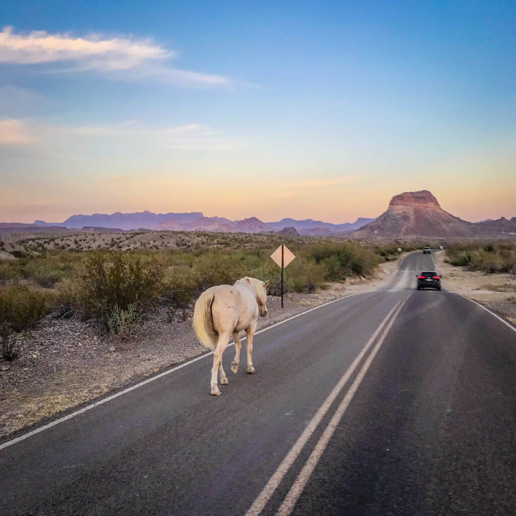 horse walking on the street on ross maxwell scenic drive during the sunset