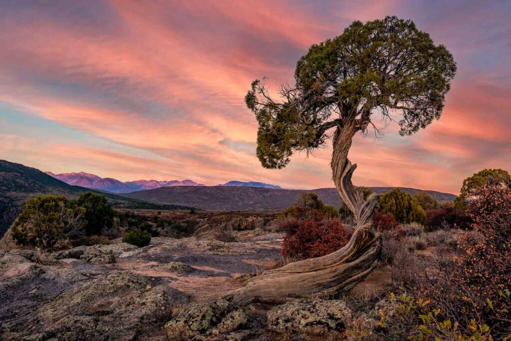 Juniper tree at the Black Canyon of the Gunnison National Park is an American national park located in western Colorado, USA.
