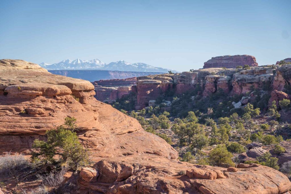 slickrock with la sal mountains in the back in canyonlands