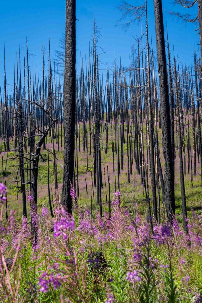 pink wildflowers growing among the remnants of fire damaged trees
