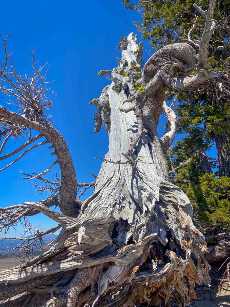 an old twisted tree in crater the national park oregon