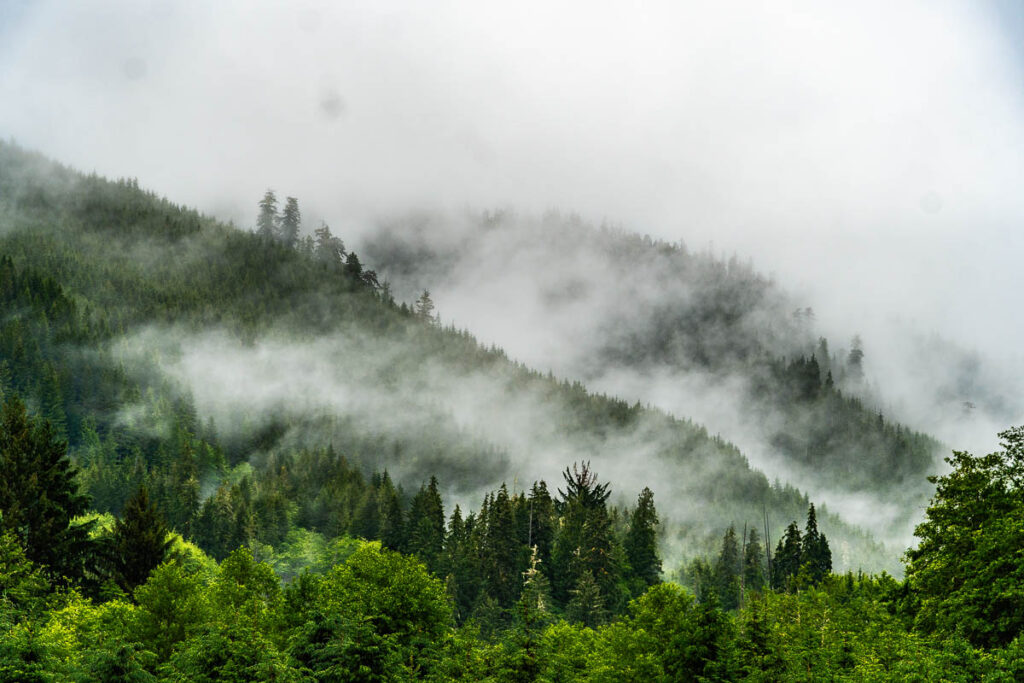 Foggy day over Olympic National Park hurricane ridge