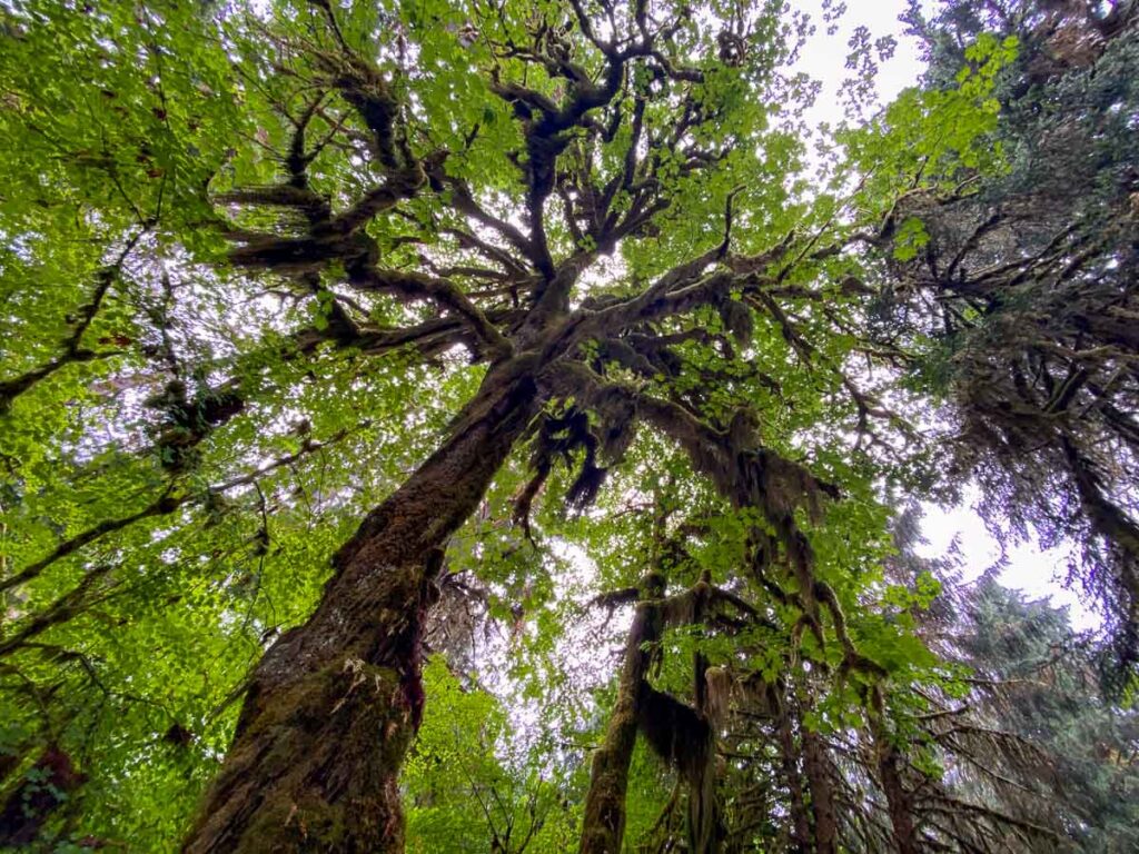 The rainforest Hoh Rainforest in Olympic National Park