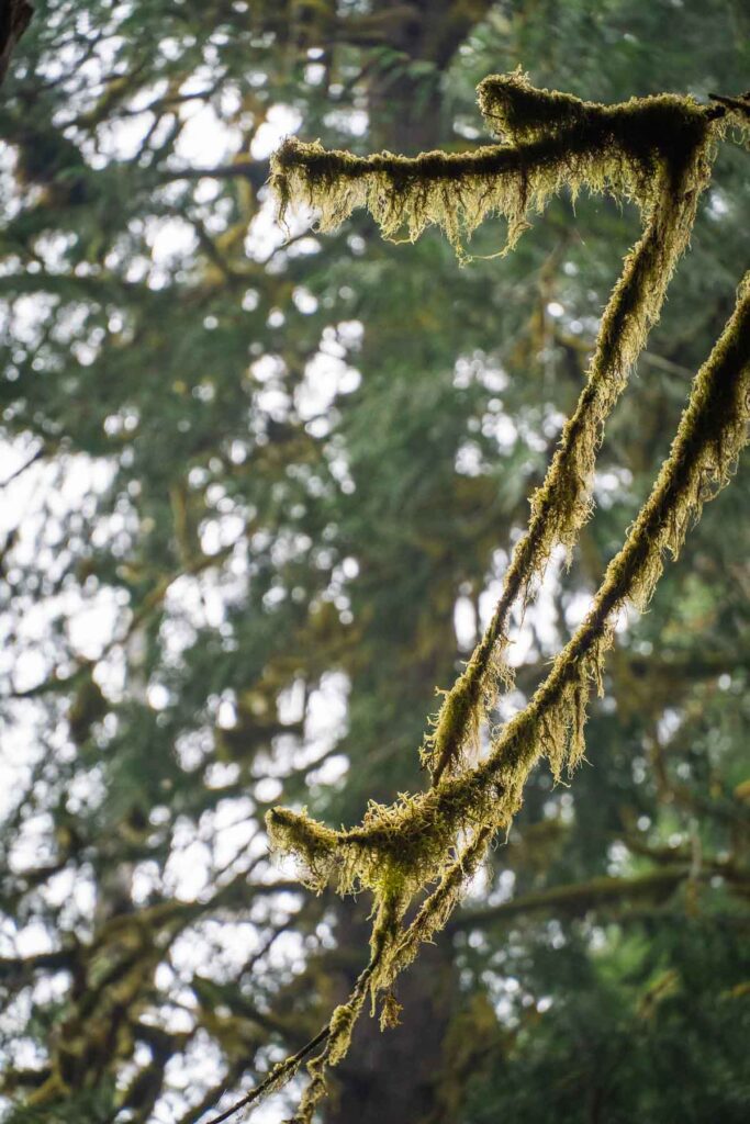 the mossy branches in the hoh rainforest a must on a one day in olympic national park itinerary