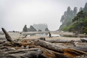 This Is The Best Time To Visit Olympic National Park (And The Worst)