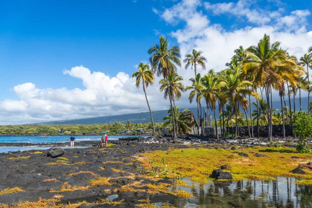 palm trees on the volcanic ground of Puʻuhonua O Hōnaunau National Historical Park