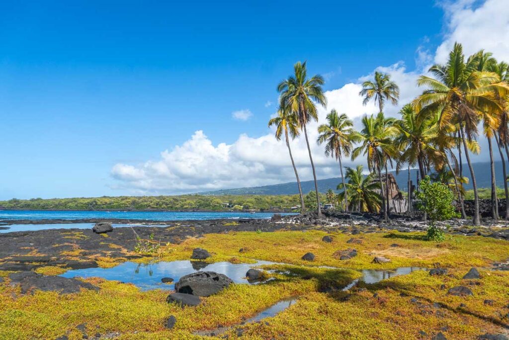 palm trees on the volcanic ground of Puʻuhonua O Hōnaunau National Historical Park