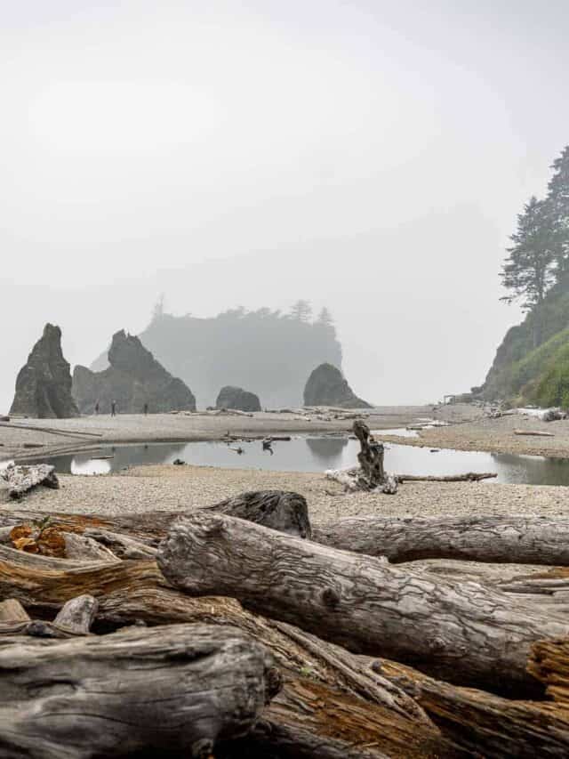 Olympic National Park in February