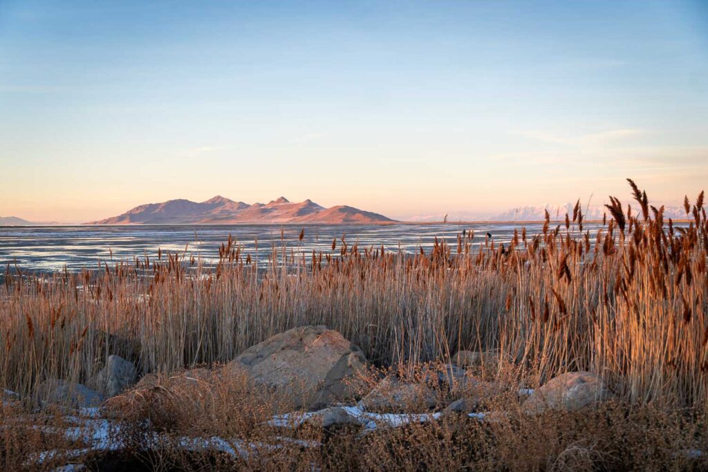 the sunset light on the great salt lake reeds, a must visit on a one day in salt lake city day trip itinerary