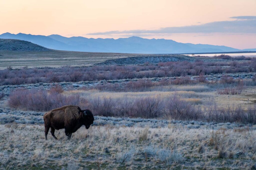 a buffalo stands alone in the dusk of antelope island