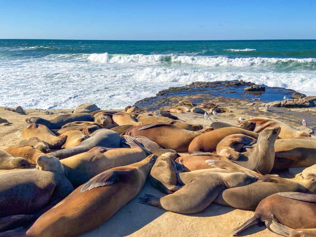 Pile of sea lions basking on the rocks of La Jolla, one of the closest day trips from San Diego