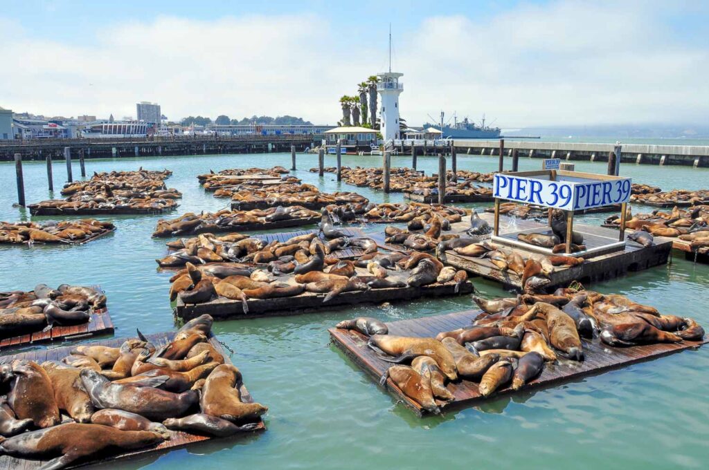 Sea lions laying on the docks of pier 39