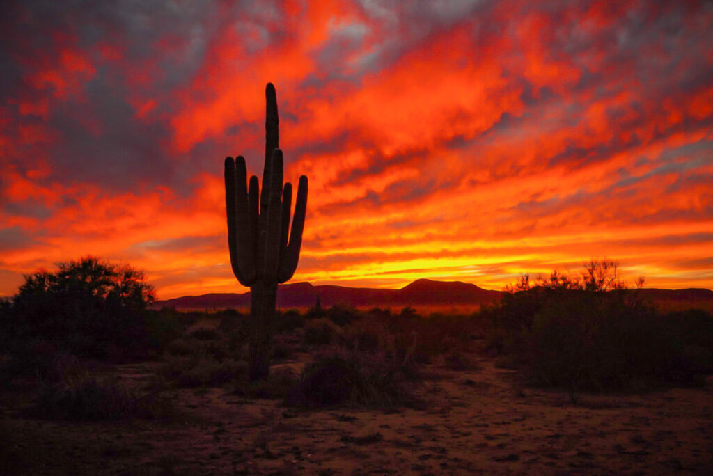 Fiery sunset with a Saguaro cacti silhouette in the Arizona desert