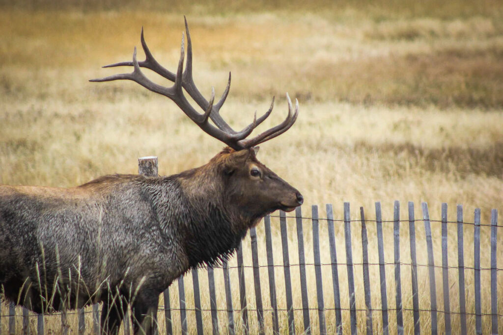 Elk in Moraine Park