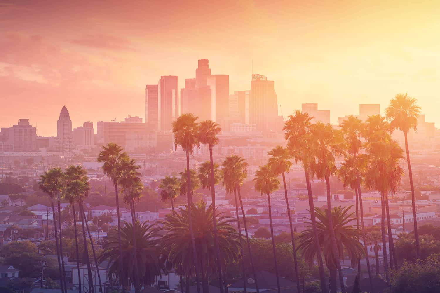 Los Angeles hot sunset view with palm tree and downtown in background. California, USA